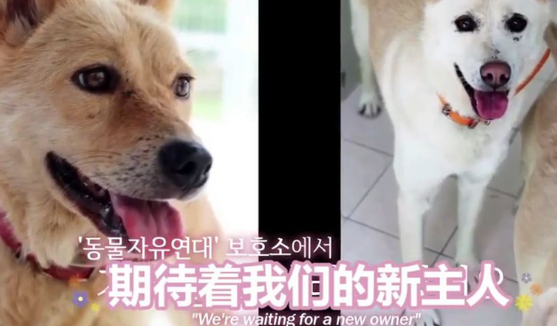 两只狗狗在水沟里等死,被救后却迟迟不肯离去,竟是因为…