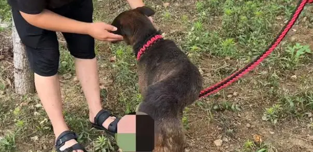 保护主人却被砍断腿的狗狗,竟险些被卖上狗肉车