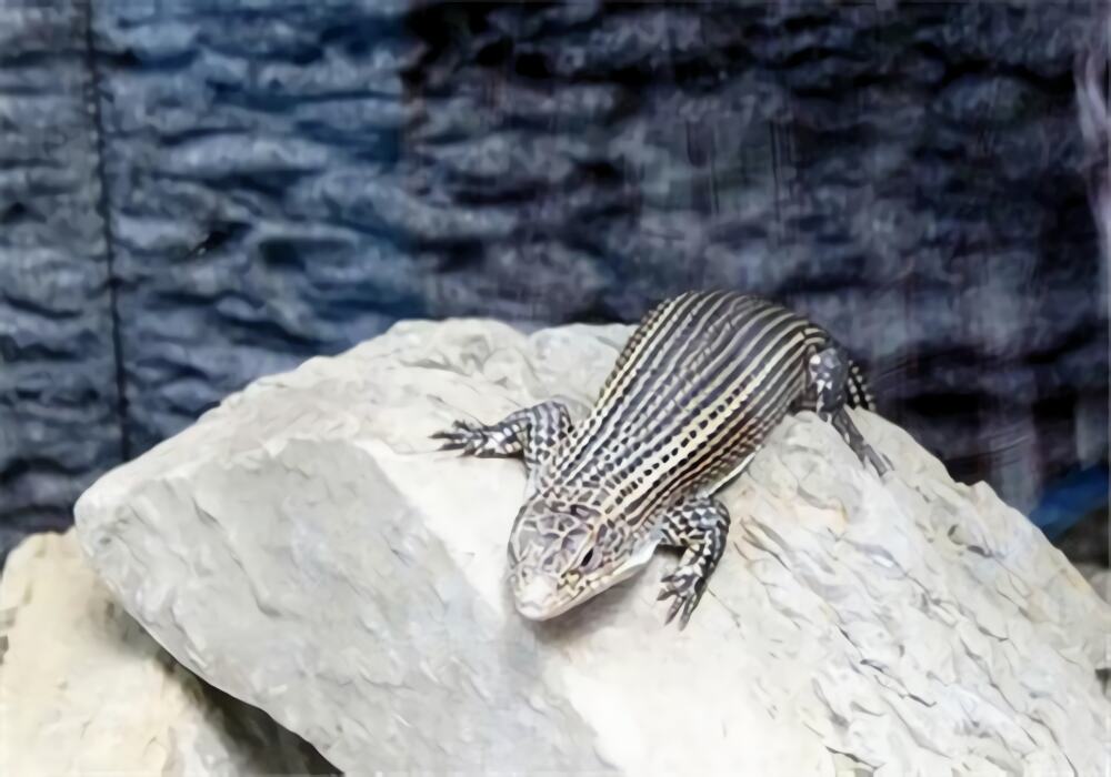 盾甲蜥身份信息