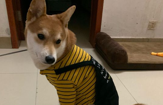 柴犬算是竹子,它刚醒来还要用餐,网民还得带它下馆子