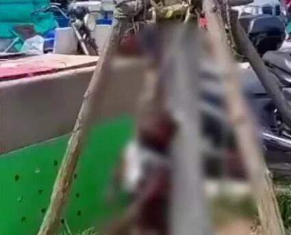 活该！江苏一条狗遭菜场老板棒杀挂树，爱狗人士看到伤心欲绝