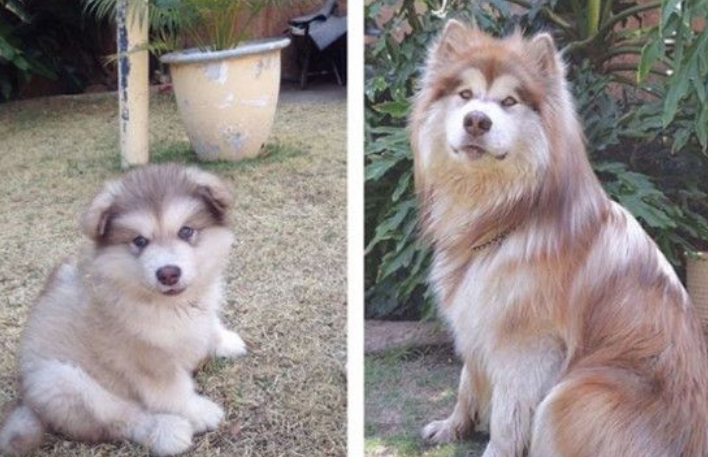 阿拉斯加雪橇犬短短几个月 竟成一头大狮子