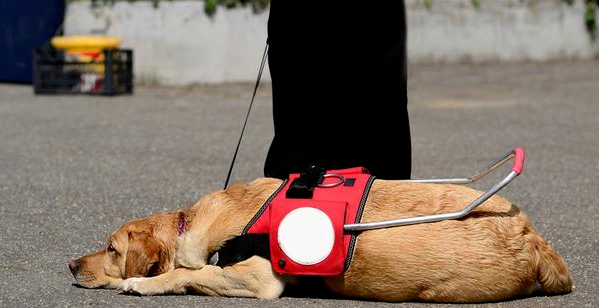 香港一导盲犬在商场内晕倒去世,引发社会对视障者和导盲犬的关注和反思