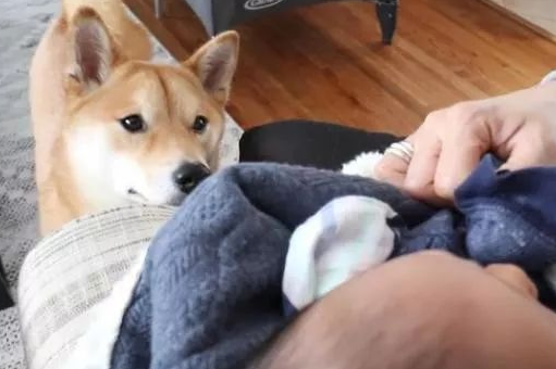 柴犬今年才3岁,却因照顾宝宝走红,主人:比我还有耐心