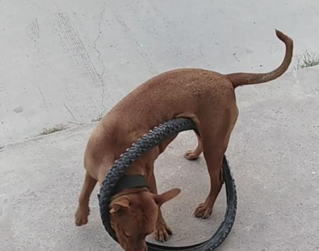 比特犬用自行车轮胎困住自己 网友:有点蠢