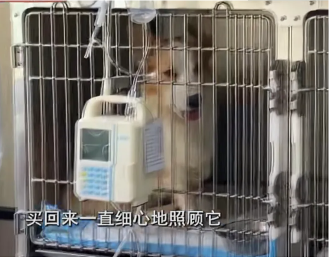 男室友帮忙养狗给狗喂猫粮,小狗瘦到皮包骨,女主人泣不成声。