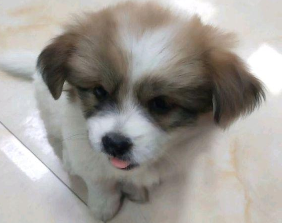 流浪犬躲在大门口供暖遭消费者看不上被连踢三脚,女生霸气侧漏带著小狗离去