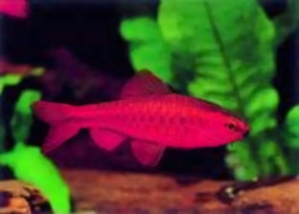 爱琴鱼身份信息