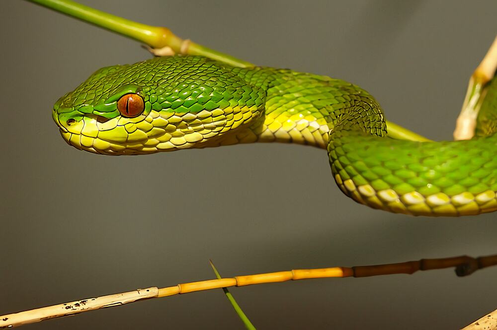 白唇竹叶青身份信息