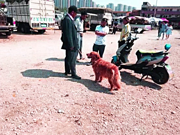 金毛犬卖300,都没人要,老人有些哽咽,但却遭到众人鄙视!