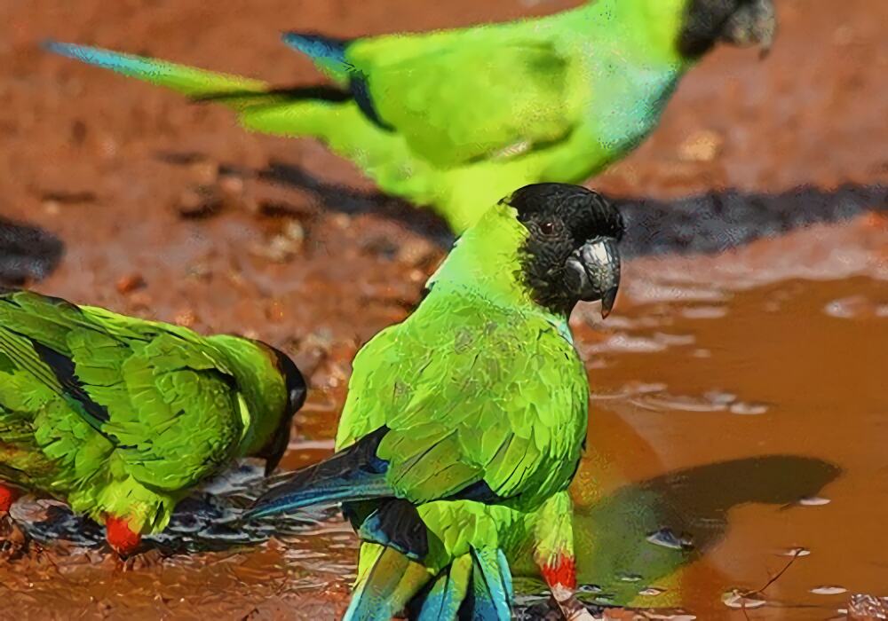 南达锥尾鹦鹉身份信息