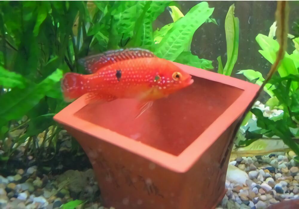 红宝石鱼身份信息