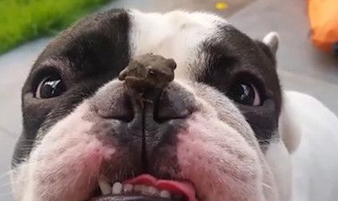 蟾蜍爬狗狗额头看风景 斗牛犬紧盯变斗鸡眼