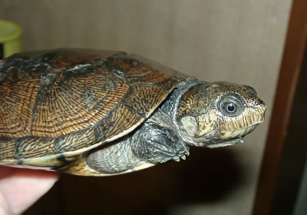 马达加斯加大头侧颈龟身份信息