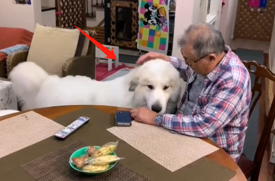 2只小狗十几个月后大变样,还经常对老人撒娇:沉重的负担呀