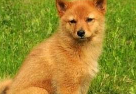 该犬被误以为是“狐狸”!深山里的猎狐高手!犬中“吠叫之王”!