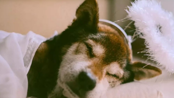 15岁重病柴犬最后的日子躲在家中角落里,主人暖人随同,一起睡木地板。