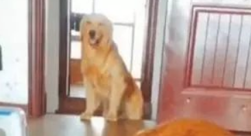 金毛狗狗听到主人说要宰了马犬,金毛狗狗冲入餐厅厨房拿刀,马犬一瞬间愣住