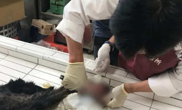 土狗被大爷掷哑铃击中致死,因为抢吃了鸡排