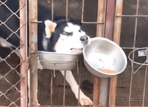 技巧熟练！二哈隔笼抢金毛犬粮，网民：这二哈不纯