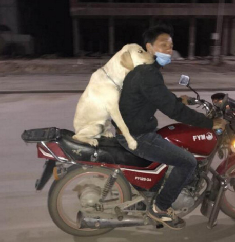 小伙子骑摩托带金毛狗狗兜兜风，金毛狗狗两手环绕着主人后，外露这欠扁的微笑