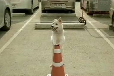 男子将食物送给了狗狗后，结果发生了许多让他意想不到的事情……