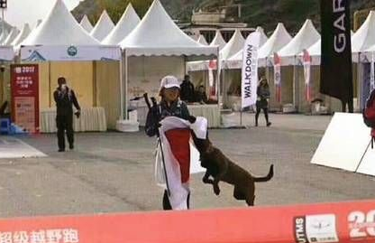 四川越野赛上日本姑娘拿出国旗想披身上,中华田园犬一个举动让人叫好!