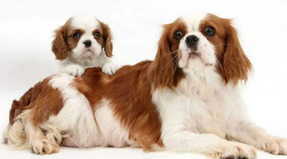 救命呀！我家狗子是大禽兽！它…它竟然睡了它亲妈…...