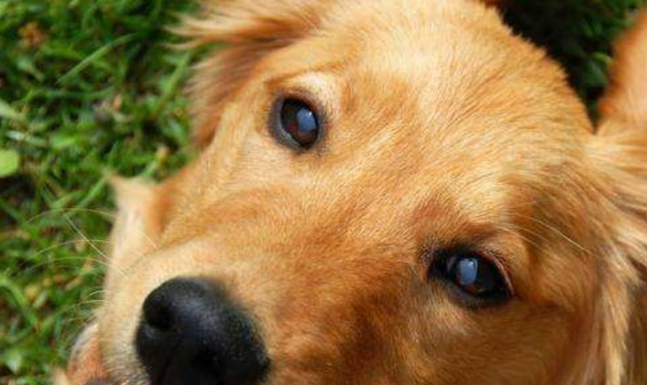 为何都说金毛不可以当警犬?回答你很有可能出乎意料
