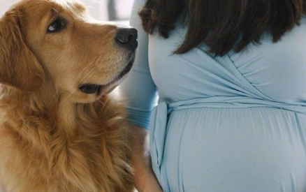 因为怀孕,婆婆要送走爱犬。为此天天吵架,真的不能养狗吗