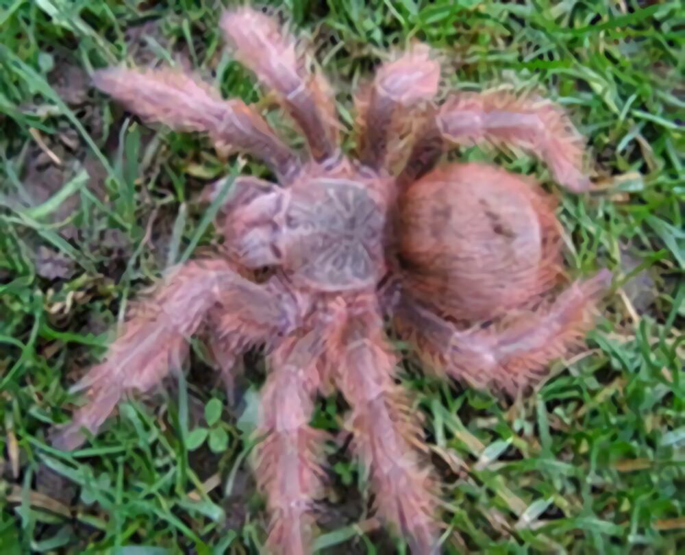 巴西巨人金毛身份信息