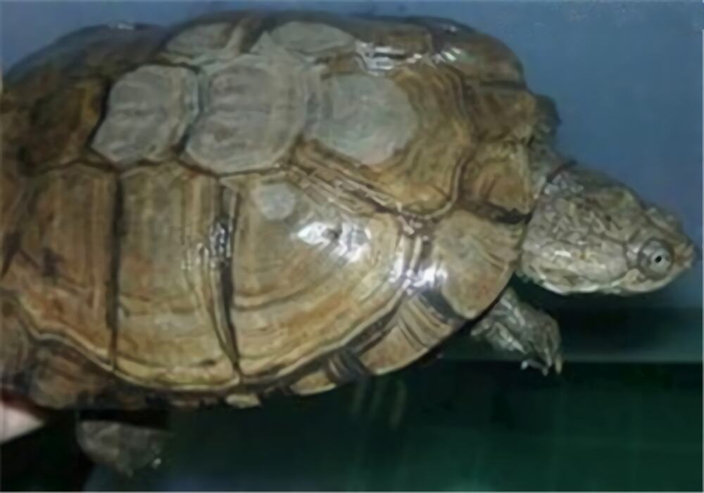 白胸侧颈龟身份信息