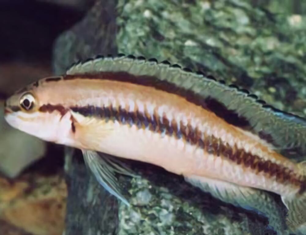 白玉凤凰身份信息