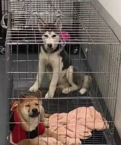 主人出来做事,把家里两只狗狗关在铁笼中,二哈:看着我铁齿铜牙!