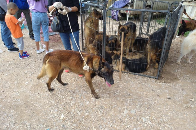一只五岁的马犬商贩仅500元出售,男子却觉得价格高了!