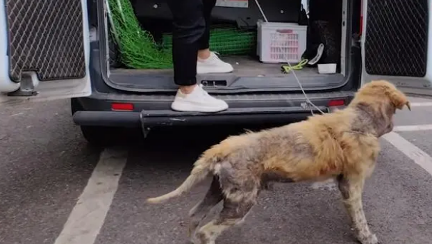 金毛犬,历经了多少磨难,才遇到一位愿意帮它的人!
