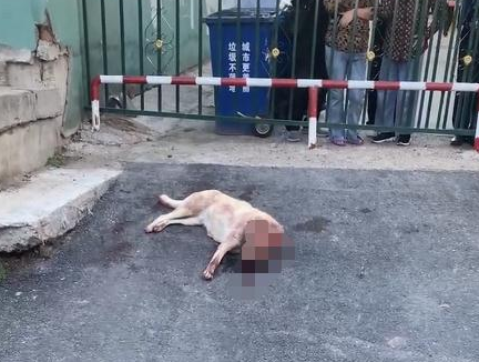 两男子当街持棍打狗,女子哭泣阻止,警方:狗已送往救助站