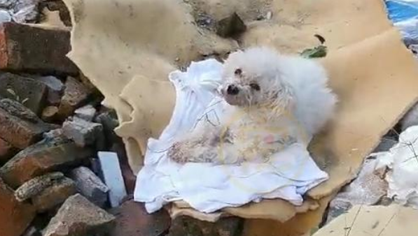 垃圾堆里的狗狗,获救两个月后判若两狗,故地重游的反应让人心疼