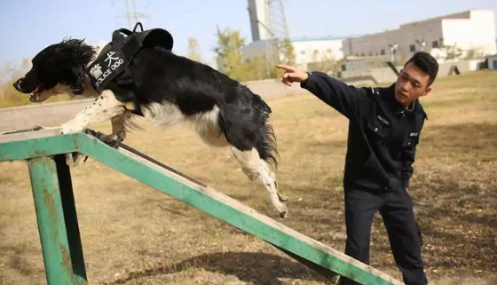 史宾格搜爆犬——米乐