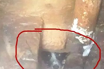 为救卡下水道的小狗 消防3次出动钻人孔爬粪坑