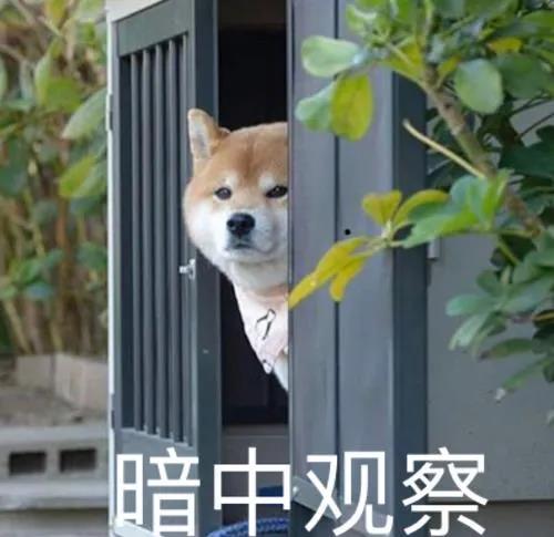 如何一句话证明你养了狗？