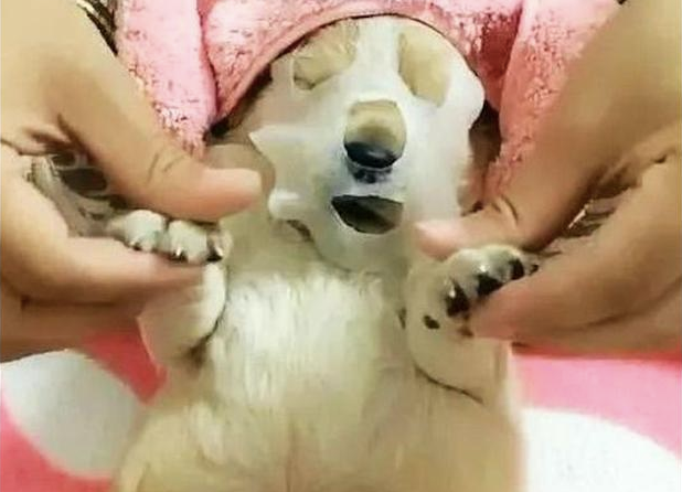 主人家趁狗狗入睡的那时候,给它干了整套美容美体,网民:我羡慕嫉妒了!