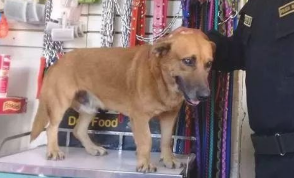 流浪犬被收归成为“警犬”,见到它工作中的样子,大伙儿都高兴坏了