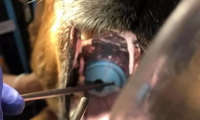 狗狗误吞玩具球，整颗卡进狗咽喉，好运间隙让狗逃室息危機