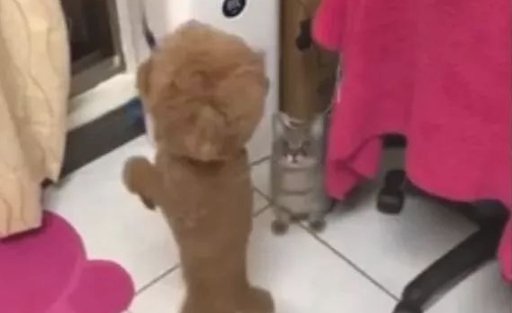 帮盆友照料狗狗几日，結果狗狗来家中第一天就被喵皇同化作用！