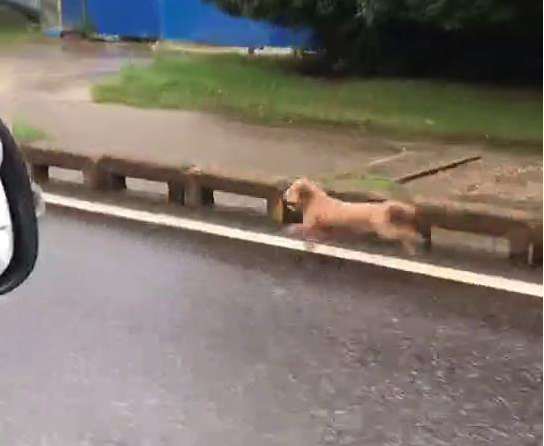 狗狗从电瓶车上没了出来,狂追了一公里才追赶主人,差点儿跑咽气