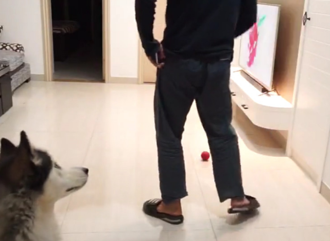 主人装作倒下检测狗子反映,三只狗狗却爱理不理:这货又病发了?