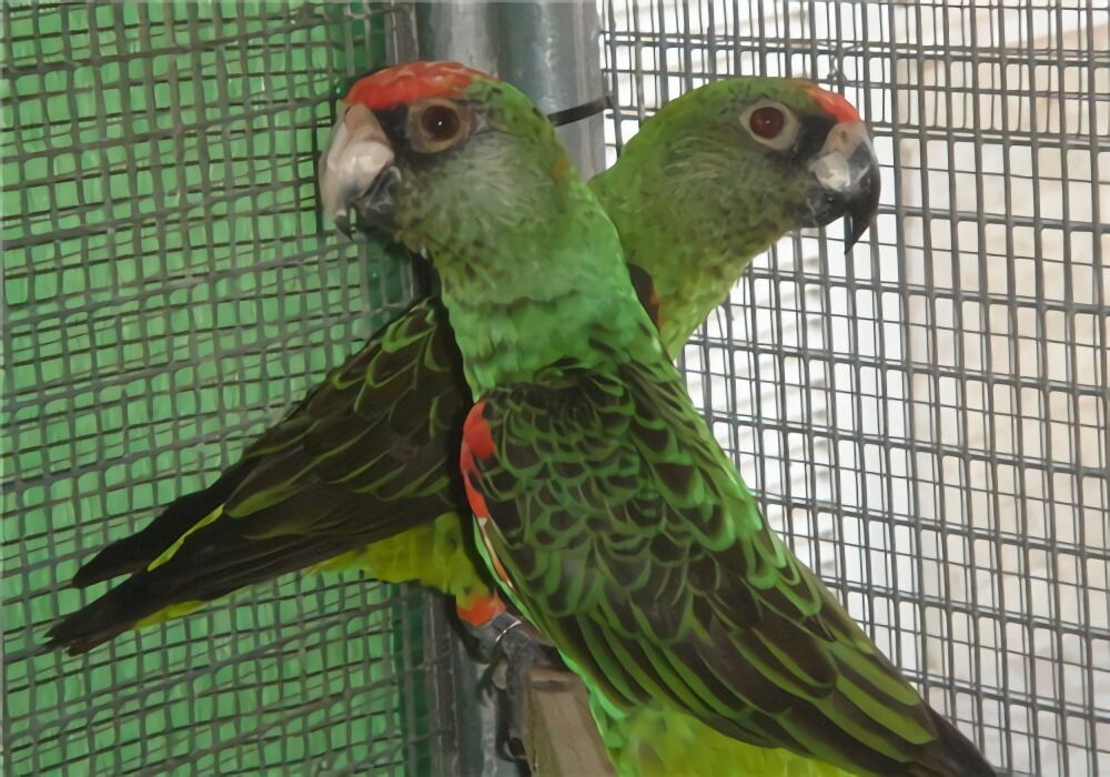 贾丁氏鹦鹉身份信息