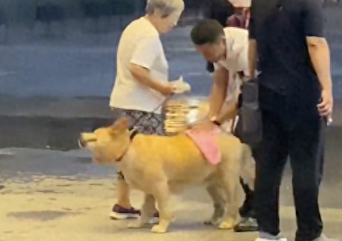 老奶奶牵着狗突遇大雨,商场保安热心招呼躲雨,还用毛巾帮狗擦干
