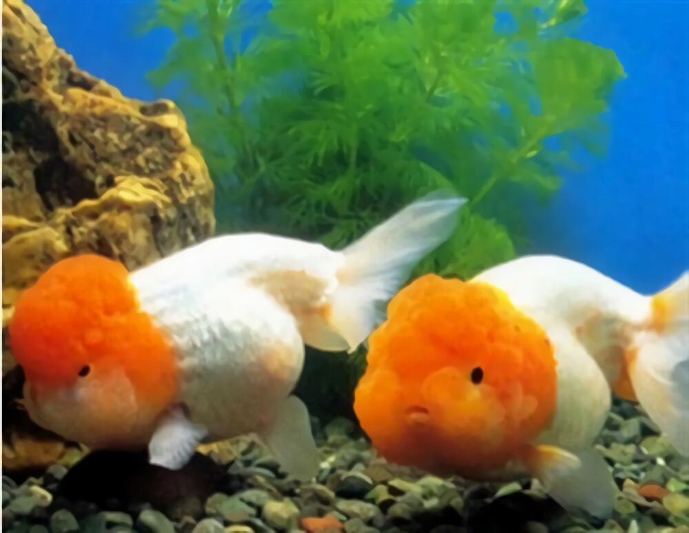 黄高头身份信息